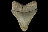 Serrated, Fossil Megalodon Tooth - Georgia #78202-1